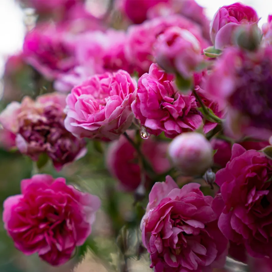 ローズダマスク