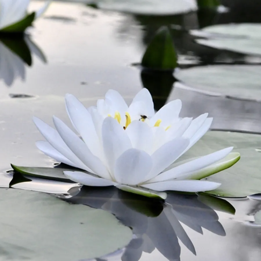 ホワイトロータス