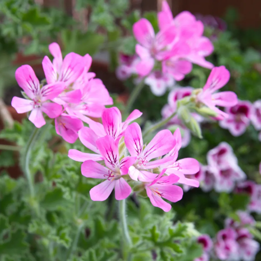 ゼラニウムエジプト