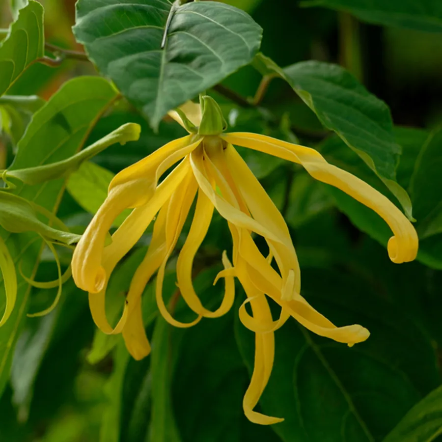 イランイラン3rd