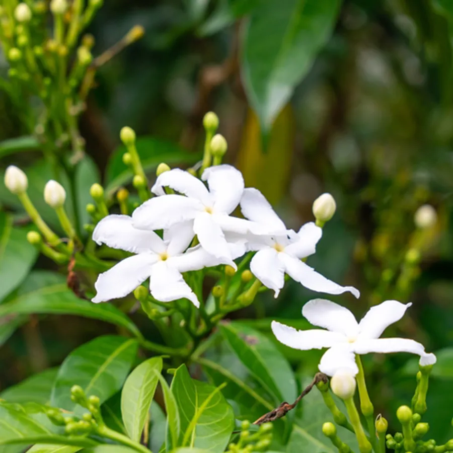 ジャスミンサンバックアブソリュート