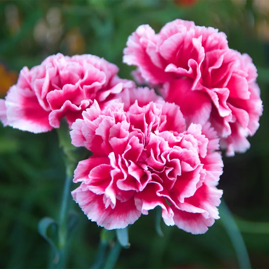 カーネーションアブソリュート