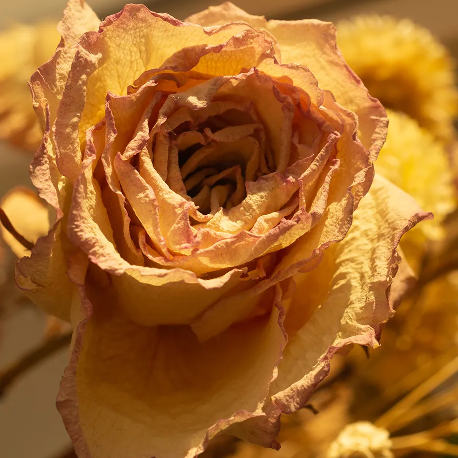 アンティークローズブレンド