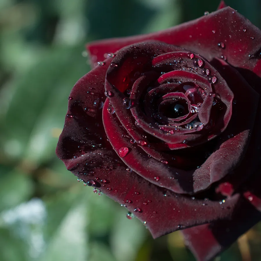 ビターローズブレンド