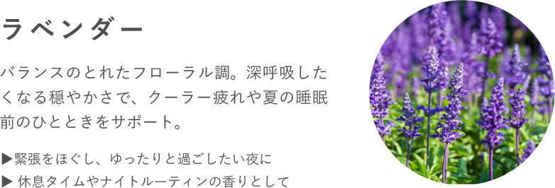 ラベンダー