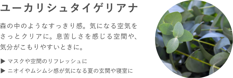 ユーカリシュタイゲリアナ