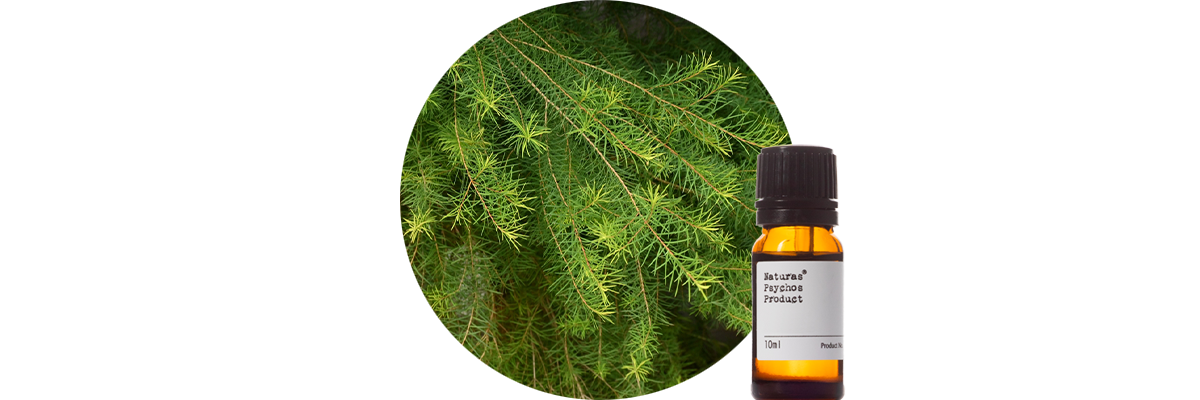 ジティートゥリーエッセンシャルオイル、アロマオイル、エッセンシャルオイルの通販