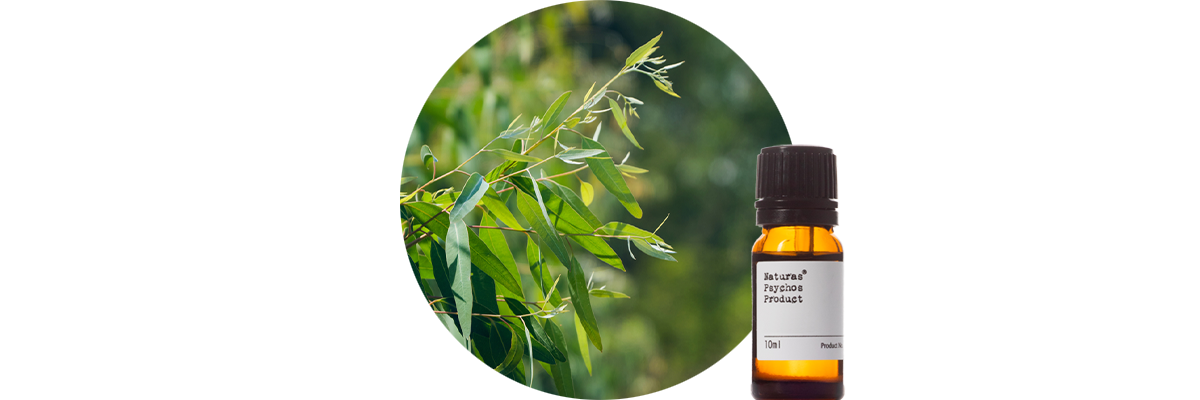 ユーカリグロブルスエッセンシャルオイル、アロマオイル、エッセンシャルオイルの通販