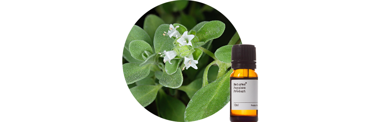 マージョラムスイートエッセンシャルオイル、アロマオイル、エッセンシャルオイルの通販