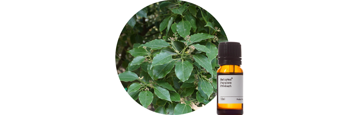 ラベンサラエッセンシャルオイル、アロマオイル、エッセンシャルオイルの通販